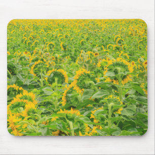 Large field of sunflowers near Moses Lake, WA 3 Mouse Pad