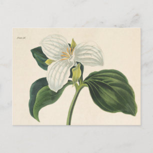 Large Flowered Trillium Postcard