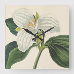 Large Flowered Trillium Square Wall Clock