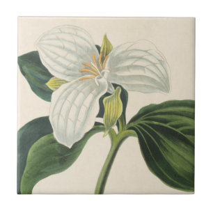 Large Flowered Trillium Tile