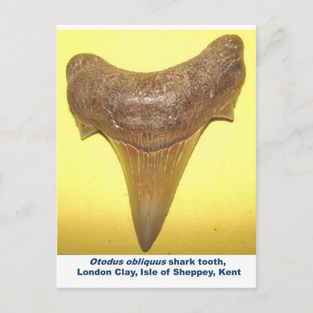 Large fossil shark tooth postcard (Front)
