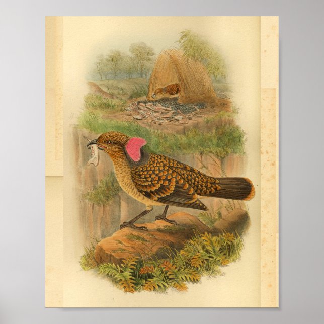 Large Frilled Bower Bird Brown Vintage Print (Front)