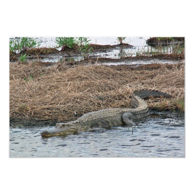 large Gator Photo Enlargement (Front)