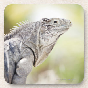 Large green Iguana basking in the sun in the Coaster