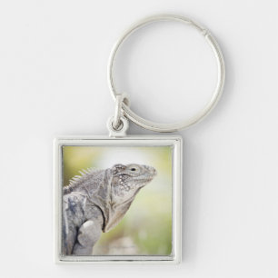 Large green Iguana basking in the sun in the Key Ring