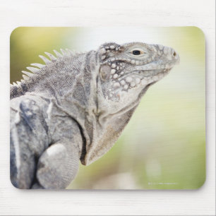 Large green Iguana basking in the sun in the Mouse Pad