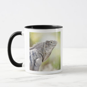 Large green Iguana basking in the sun in the Mug