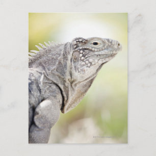 Large green Iguana basking in the sun in the Postcard