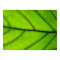 Large Green Leaf poster