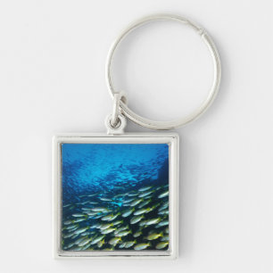 Large group of Bigeye Snapper fish swimming Key Ring