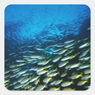 Large group of Bigeye Snapper fish swimming Square Sticker