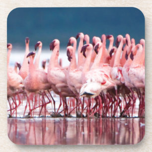 Large Group Of Lesser Flamingos Coaster