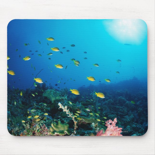 Large group of Ocellated Orange fish swimming Mouse Pad (Front)