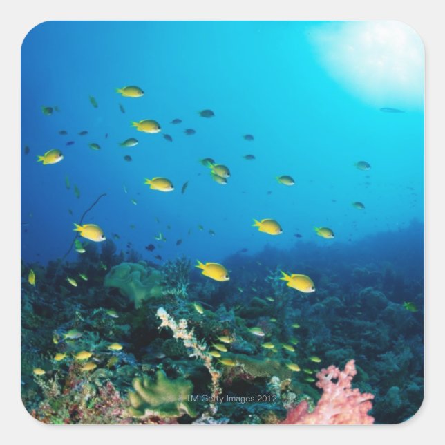 Large group of Ocellated Orange fish swimming Square Sticker (Front)