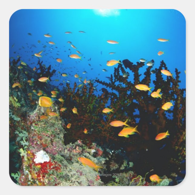 Large group of Sea Goldie fish swimming Square Sticker (Front)