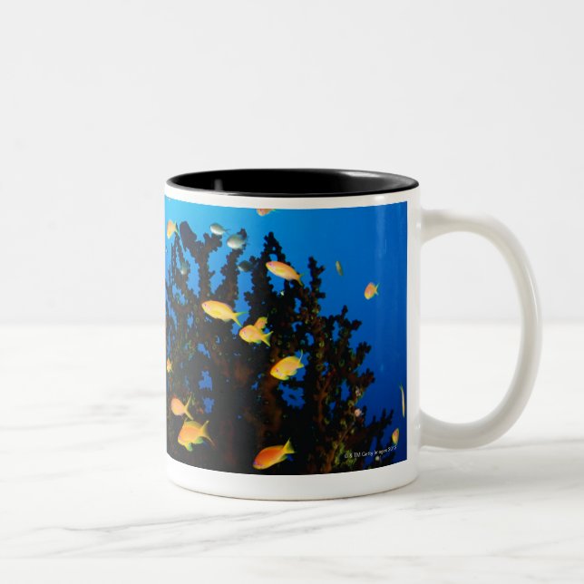 Large group of Sea Goldie fish swimming Two-Tone Coffee Mug (Right)