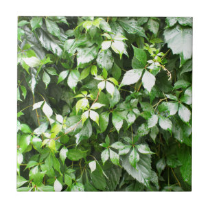 Large growths of green ivy creeping tile
