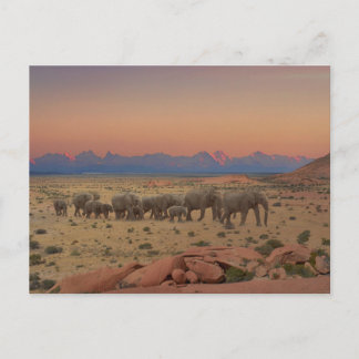 Large Herd of Elephants Postcard