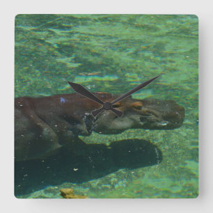 Large Hippopotamus Swimming Under Water, Square Wall Clock