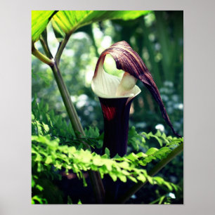 Large Jack In The Pulpit Flower Close Up Poster