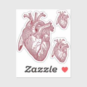 Large Labelled Vintage Anatomical Heart, Red