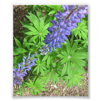Large Lupin Photo Print