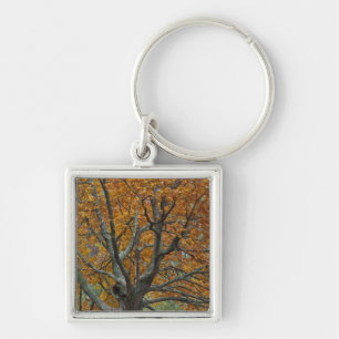 Large maple tree in autumn, Bass Lake, near Key Ring
