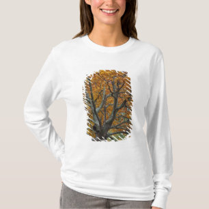 Large maple tree in autumn, Bass Lake, near T-Shirt