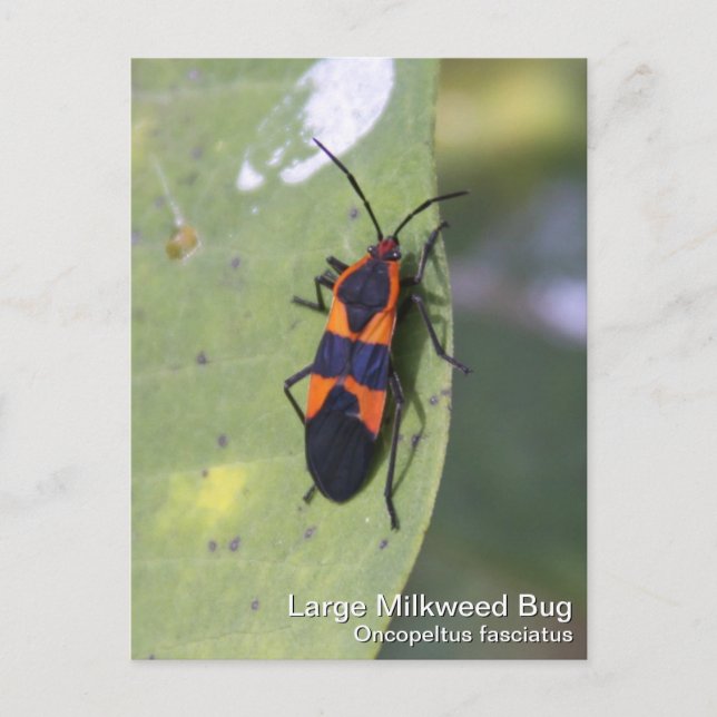 Large Milkweed Bug Postcard (Front)