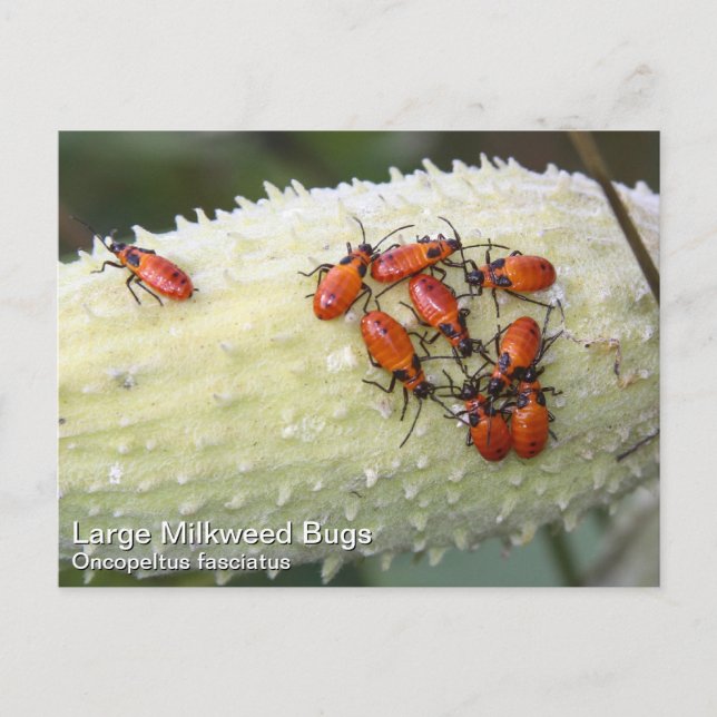Large Milkweed Bug Postcard (Front)