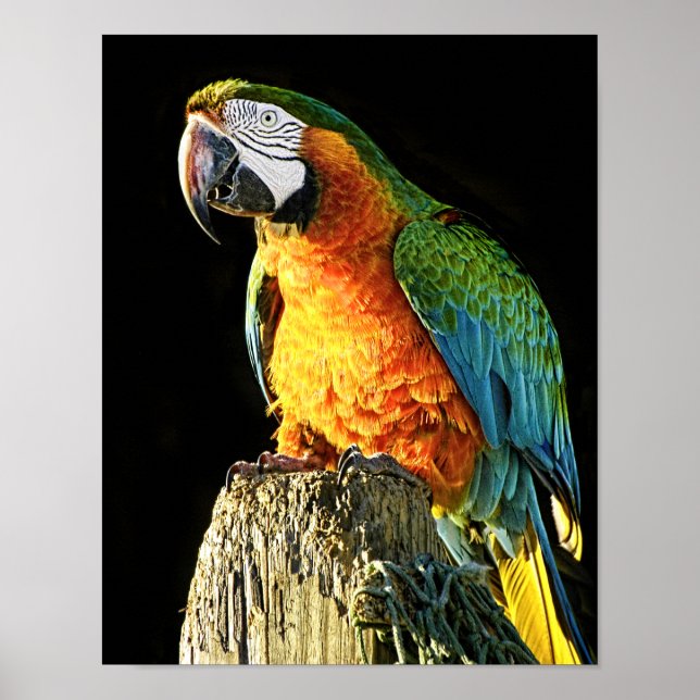 Large Orange and Teal Parrot on a Stump Poster (Front)