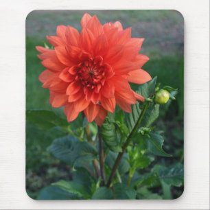 Large Orange Dahlia Flower bud Mouse Pad