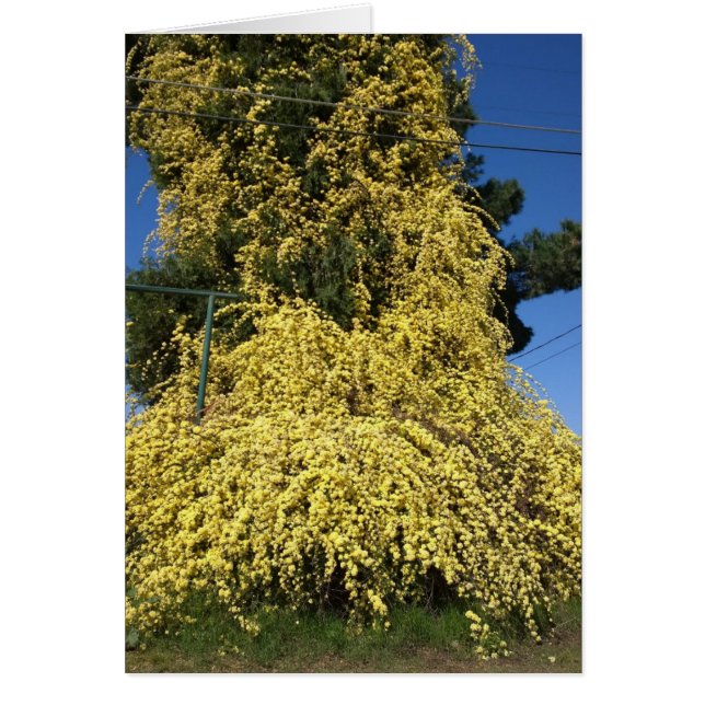 Large Overgrown Yellow Flowers (Front)