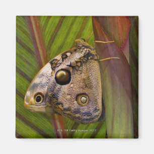 Large owlet Butterfly (Opsiphanes tamarindi) Magnet