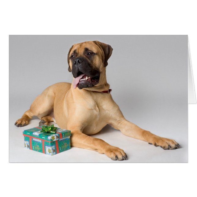 Large pedigree dog with Christmas present (Front Horizontal)