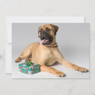 Large pedigree dog with Christmas present Holiday Card