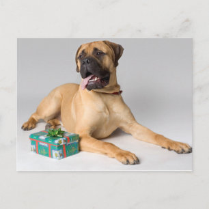 Large pedigree dog with Christmas present Holiday Postcard