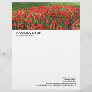 Large Picture Header - Bed of Red Tulips 02 Letterhead Design