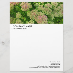 Large Picture Header - Sedum Autumn Joy Customised Letterhead