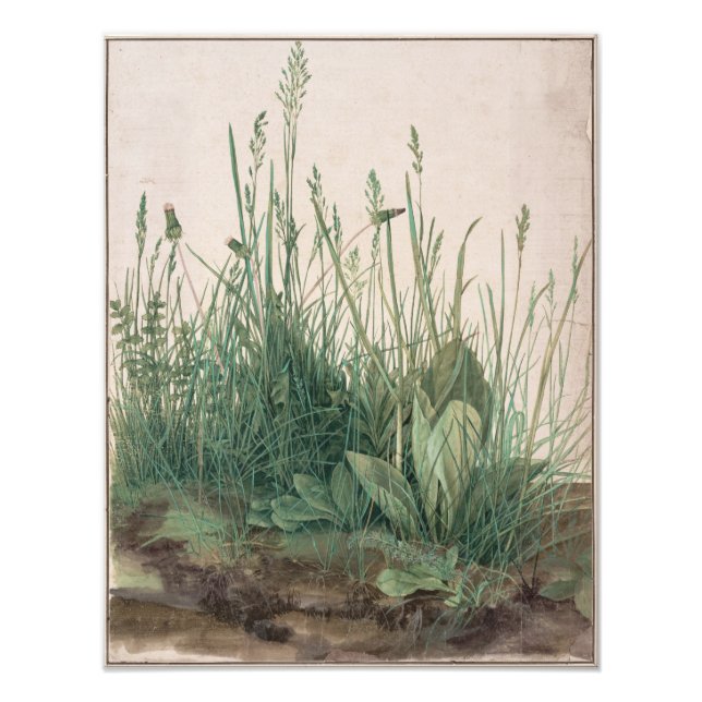 Large Piece of Turf by Albrecht Durer Photo Print (Front)