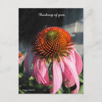 Large Pink Daisy