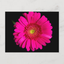 Large Pink Gerber Daisy