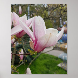 Large pink magnolia flowers. Spring bloom  Poster