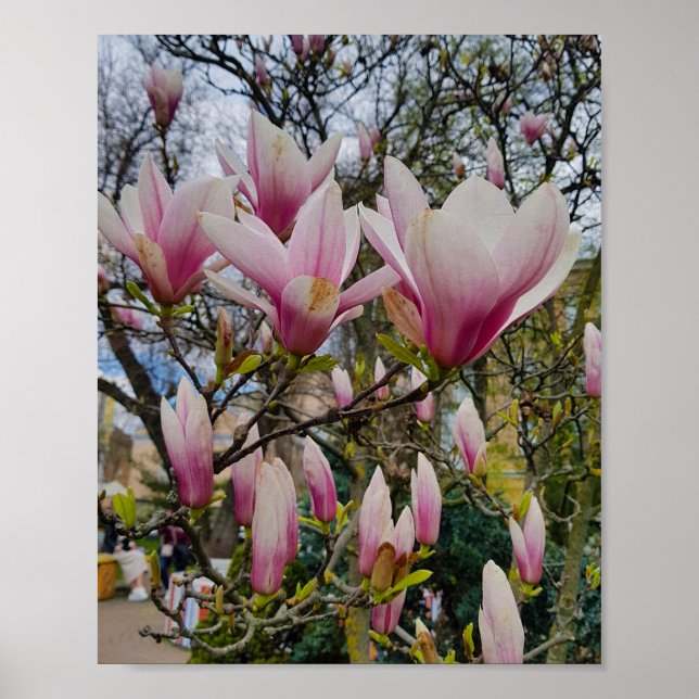 Large pink magnolia flowers. Spring bloom Poster (Front)