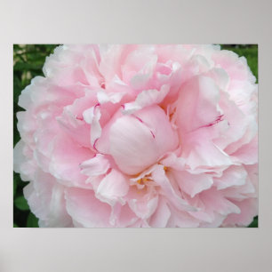 Large Pink Peony Flower Poster