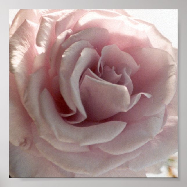 large pink rose poster (Front)