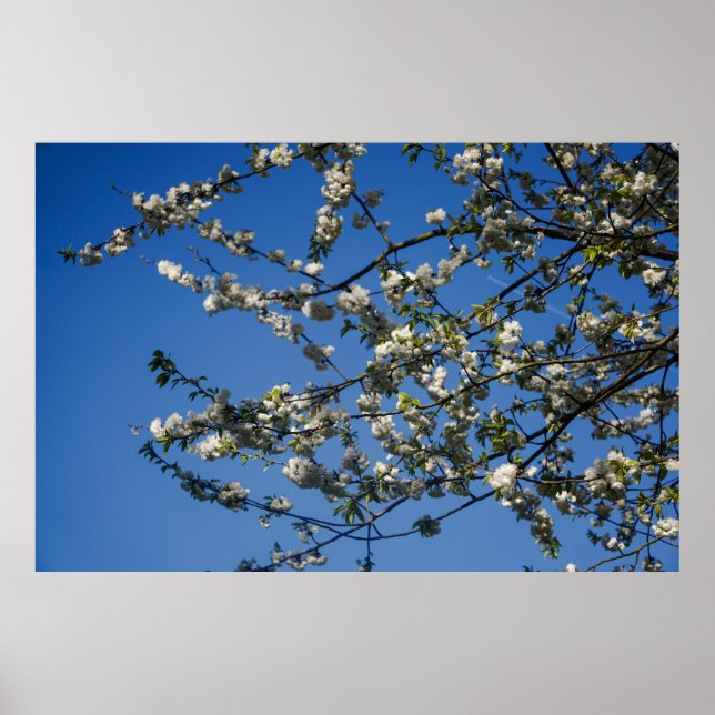 Large Poster - Branches of the Wild Cherry  (Front)