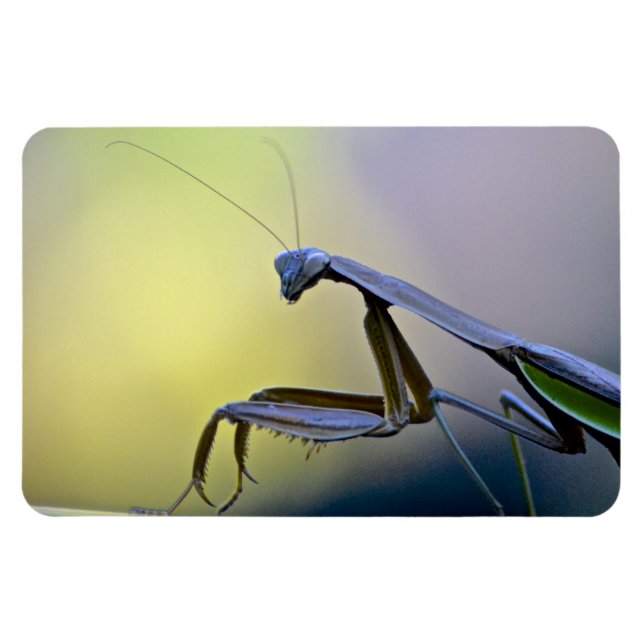 Large Praying Mantis Magnet (Horizontal)