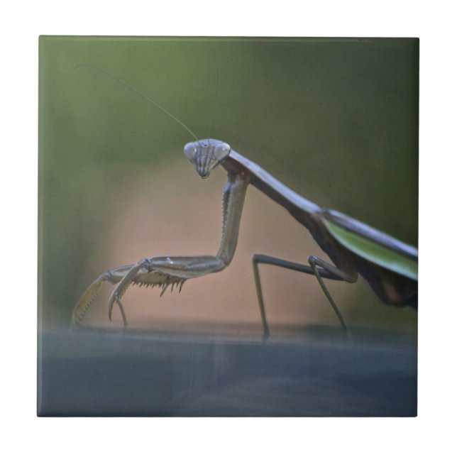 Large Praying Mantis Trivet (Front)