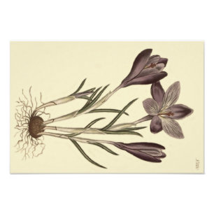 Large Purple Spring Crocus Botanical Illustration Photo Print
